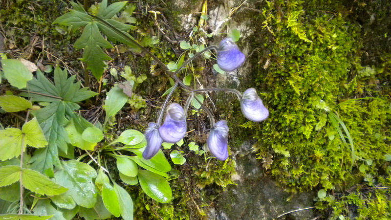 Aconitum degenii / Aconito di Degen